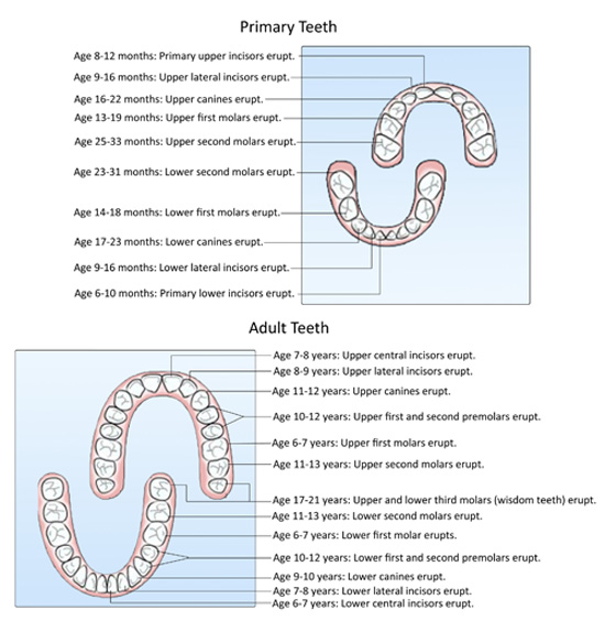 tooth eruption chart2